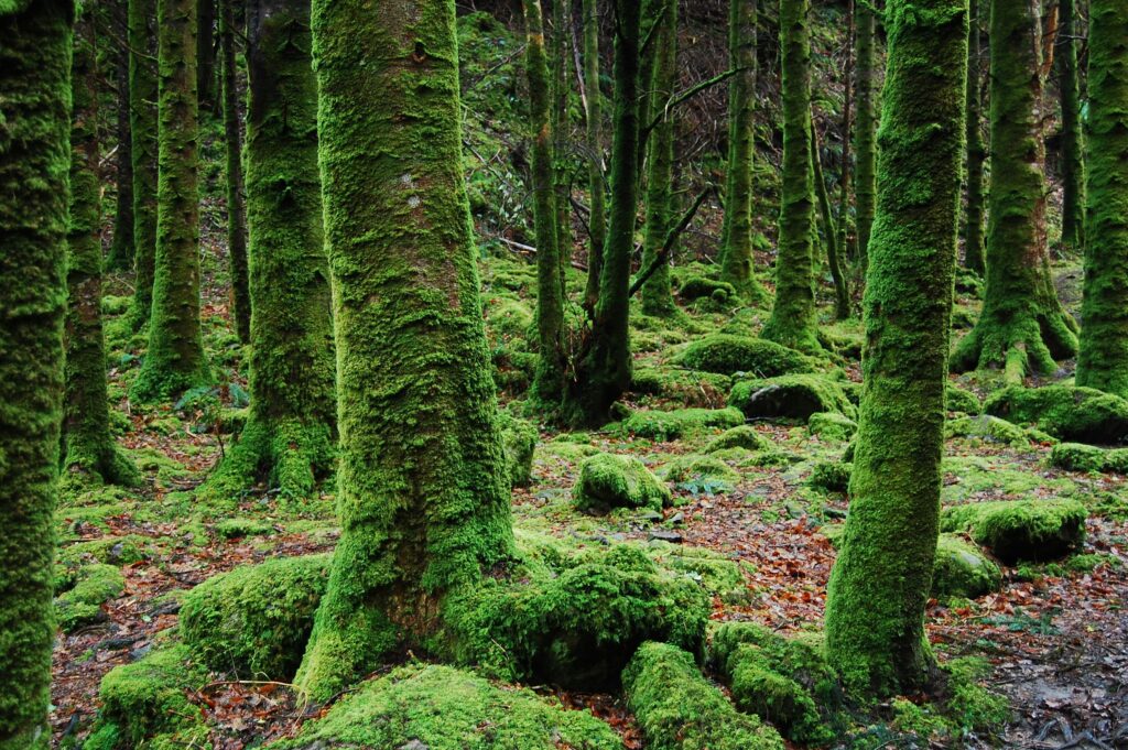 Explore the serene beauty of a moss-covered forest with vibrant greenery and towering trees.